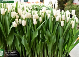 Tulipa White Shark ® (1)